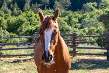 Head On Closeup of an Arabian Mare in a Fenced Pasture with a Backdrop of Green