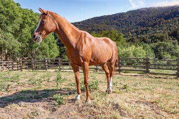 Obraz premium An Arabian Mare Standing in Her Fenced Paddock With Green Rolling Hills in the Background