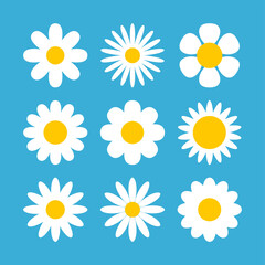 Fototapeta premium Daisy chamomile vector flower shape illustration icon. Camomile flower cartoon design