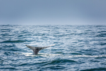 Fototapeta premium Tail fin of a diving grey whale in the pacific ocean