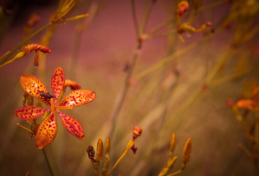 AnthocoridaeBilder StockFotos & Videos. Adobe Stock