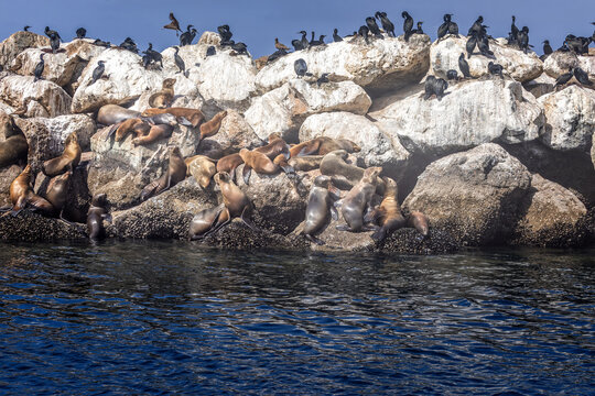 Sea lions and Brandt's cormorants on a sea wall in the harbor of Monterey