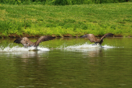 Mallard Ducks Flying Away From The Lake