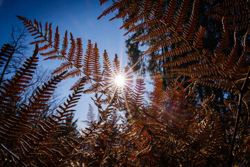 Brown fern in autumn with sun star