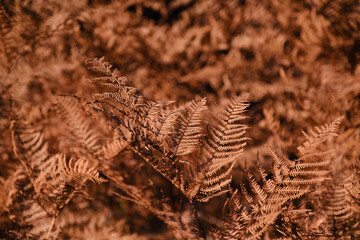Brown fern in autumn forest