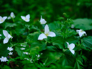 オオバナノエンレイソウ