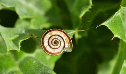 caracol
