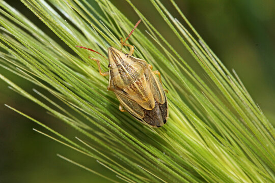 piccola cimice (Aelia acuminata) su una spiga di orzo selvatico