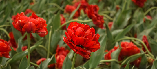 Red tulips in a city flower bed. City landscape with beautiful flowers. Flowers on the street.