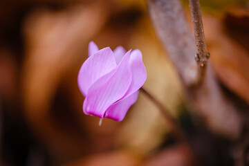 Pink Cyclamen flower in the wood