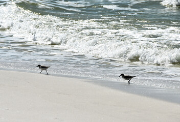 Two Birds on the Beach