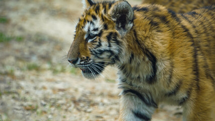 Tiger Cub