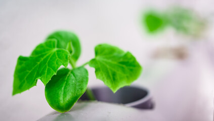 Hydroponics method of growing plants.Vegetables hydroponics farm