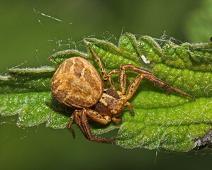 ragno - granchio (Xysticus cristatus)