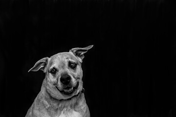 Single dog with black backdrop and a smiling face