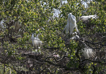Great white egrets with chicks nesting at Smith Oaks Sanctuary, Texas, USA