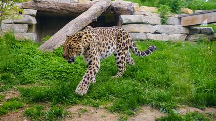  Amour Leopard
