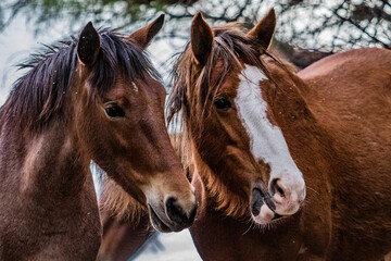 Band of wild horses in the Arizona desert drinking water and eating food