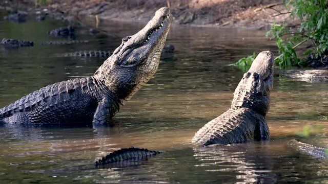 Alligator bellowing video clip 
