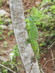 Emerald Basilisk