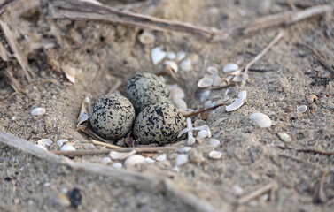 Common tern nest with three eggs on the shore in Galveston, Texas