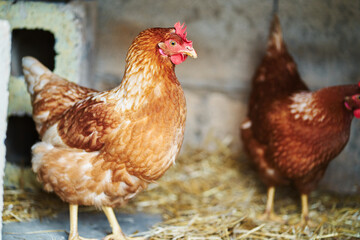 Fototapeta premium Red feathered hen resting inside the chicken coop