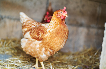 Red feathered hen resting inside the chicken coop