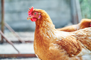 Closeup of the head of a hen with red feathers