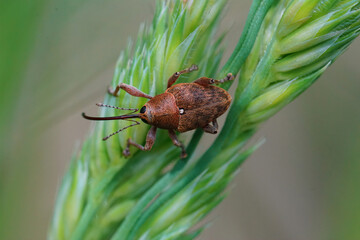 Closeup of a small  European carpophagus weevil , Curculio glandium , hanging on in the grass © Henk