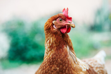 Closeup of the head of a hen with red feathers