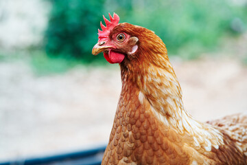 Closeup of the head of a hen with red feathers