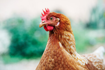 Closeup of the head of a hen with red feathers