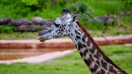 Obraz premium Young Masai Giraffe