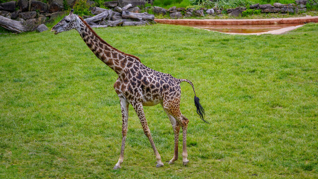Young Masai Giraffe