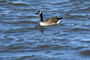 Canada Goose swimming on the river