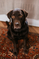 dog at home, chocolate labrador retriever, paws, dog Friendly, pet, pet dog, rest, sunny day at...