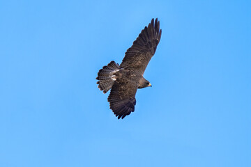 Closeup of an adult Swainson's Hawk, gliding in the air with outstretched wings and fanned tail feathers against a blue sky.