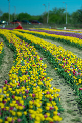 Large beds of blooming yellow tulips
