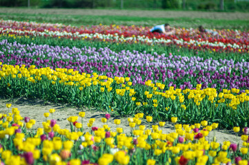 Large beds of blooming yellow tulips