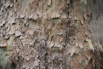 Wooden texture