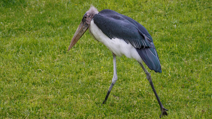 Adult Arabou Stork