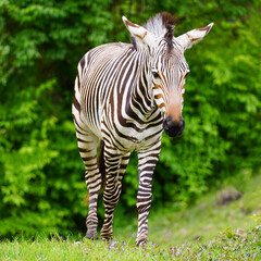 Hartmann's Mountain Zebra
