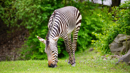 Fototapeta na wymiar Hartmann's Mountain Zebra