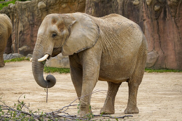 African Elephant