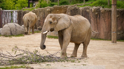 African Elephant