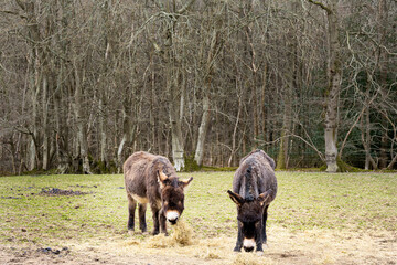 Two little donkeys in a field eating hay