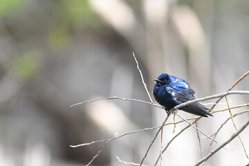 Purple Martin perched on a twig