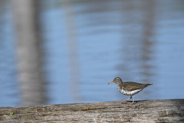 Spotted Sandpiper standing up on a trunk