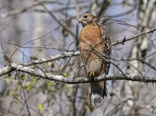 Red shouldered hawk sitting on a branch in the park. Texas, USA