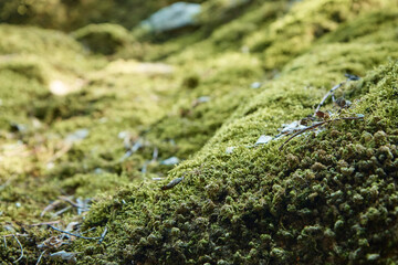 dense vegetation, grass and moss on the stone close-up, blurred background